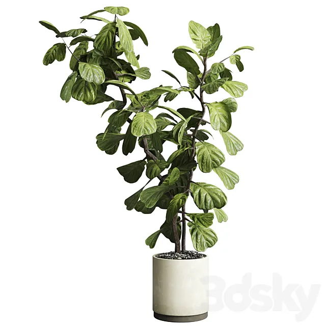 Indoor plant 149 plant ficus lyrata concrete vase 3D Model Indoor plant 149 plant ficus lyrata concrete vase 3D Model