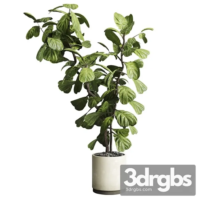 Indoor plant 149 plant ficus lyrata concrete vase Indoor plant 149 plant ficus lyrata concrete vase