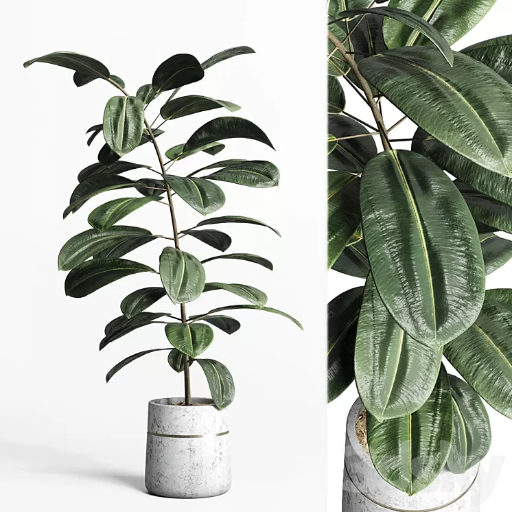 indoor plant 159 pot plant ficus rubbery concrete dirt vase 3D Model Free Download