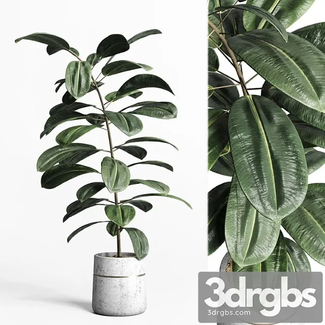 Indoor plant 159 pot plant ficus rubbery concrete dirt vase Indoor plant 159 pot plant ficus rubbery concrete dirt vase