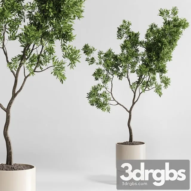 Indoor plant 176 wooden vase plant tree pot Indoor plant 176 wooden vase plant tree pot