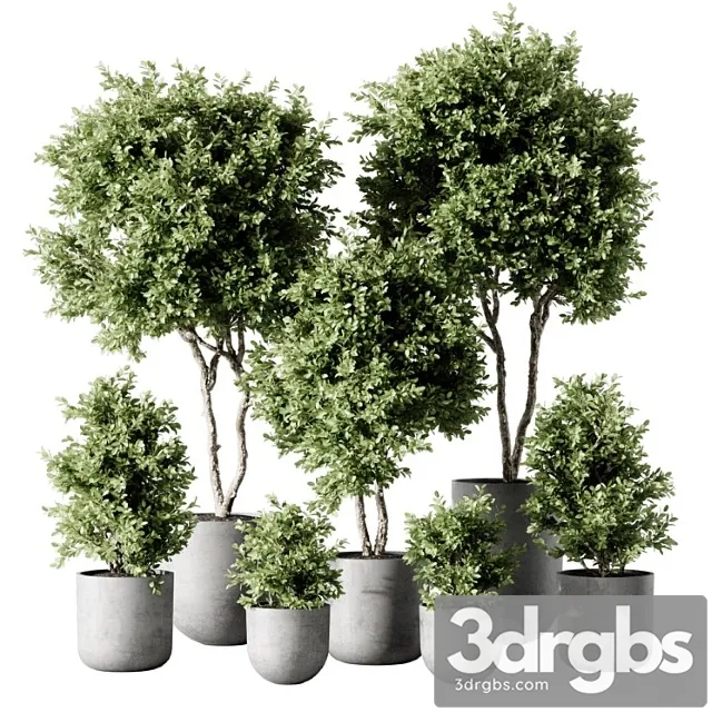 Indoor plant 2 Indoor plant 2