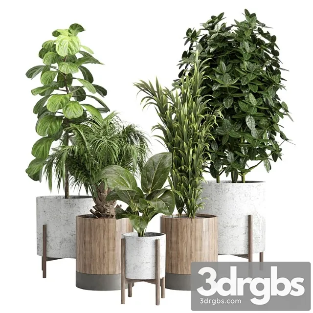 Indoor plant 20 Indoor plant 20