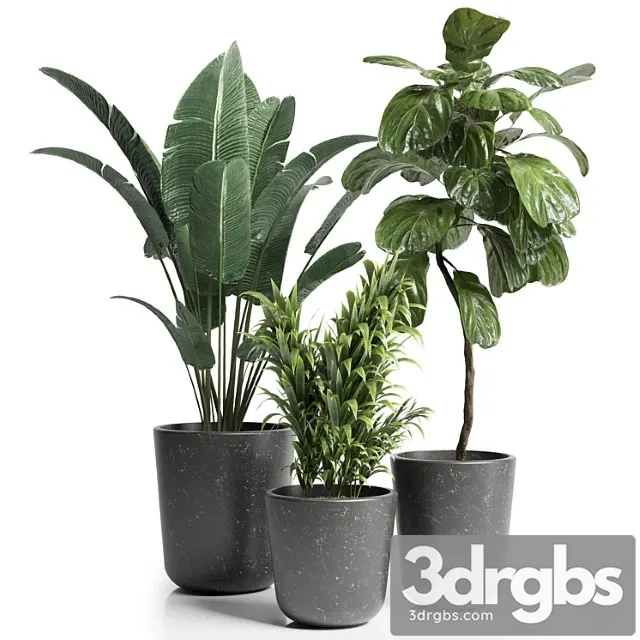 Indoor plant 21 Indoor plant 21