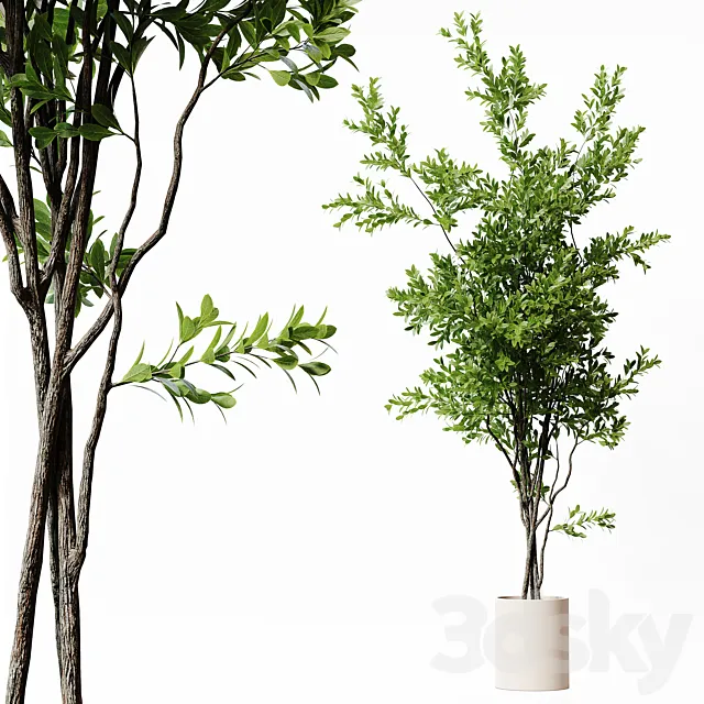 Indoor Plant 22 3D Model