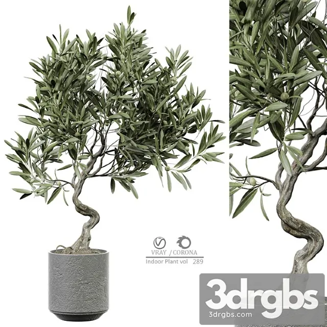 Indoor plant 289 Indoor plant 289