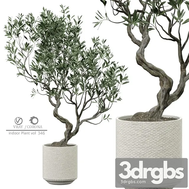 Indoor plant 346 Indoor plant 346