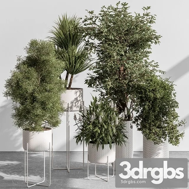 Indoor plant 431 – tree and bush Indoor plant 431 – tree and bush