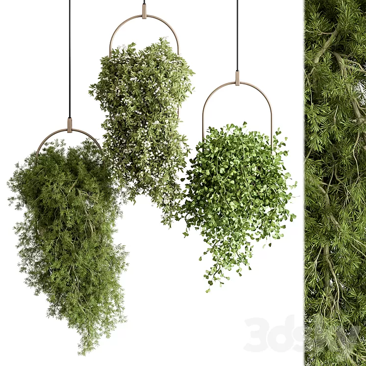 indoor Plant 438 – Hanging Plants 3D Model Free Download indoor Plant 438 – Hanging Plants 3D Model Free Download