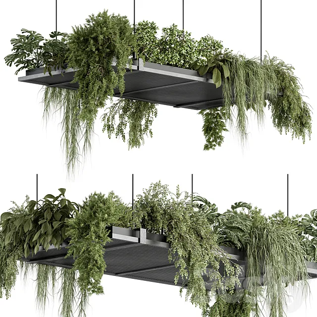 indoor Plant 443 – Hanging Plants 3D Model