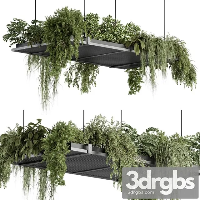 Indoor plant 443 – hanging plants Indoor plant 443 – hanging plants