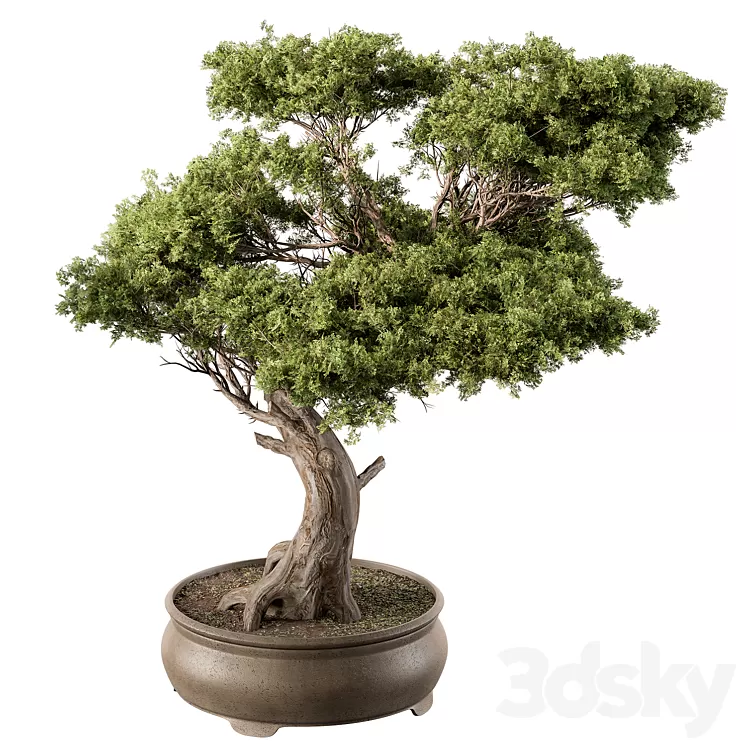 indoor Plant 451 – Bonsai Plant 3D Model Free Download