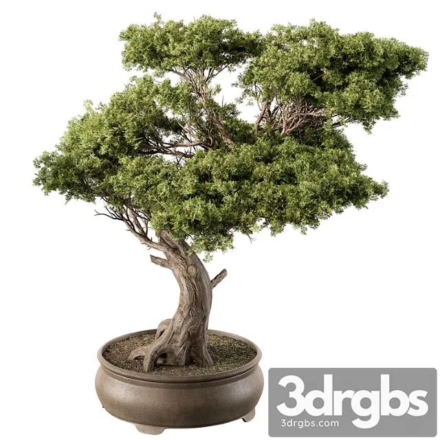 Indoor plant 451 – bonsai plant Indoor plant 451 – bonsai plant