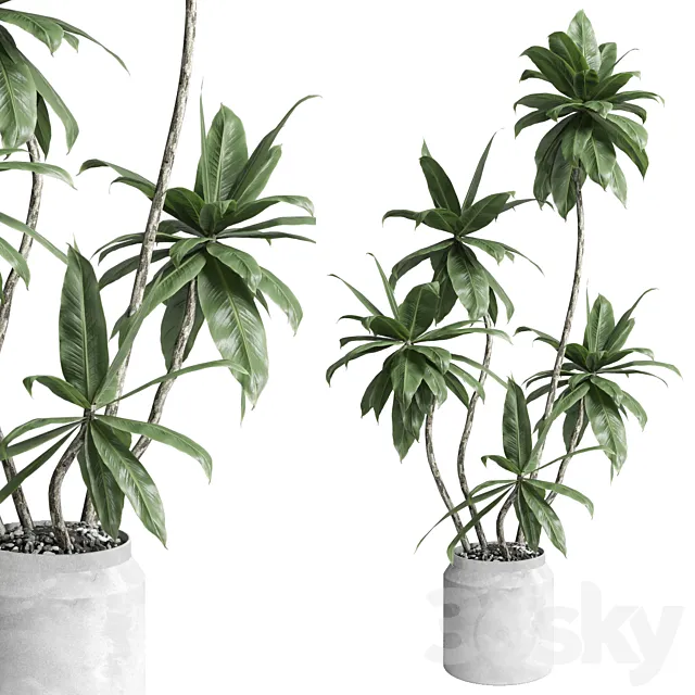 Indoor plant 460 concrete dirt vase plant fiucs tree pot 3D Model