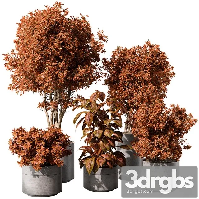 Indoor plant 463 – tree and bush Indoor plant 463 – tree and bush