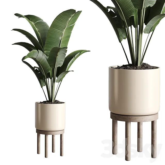 Indoor plant 48 vase wood 3DModel Indoor plant 48 vase wood 3DModel