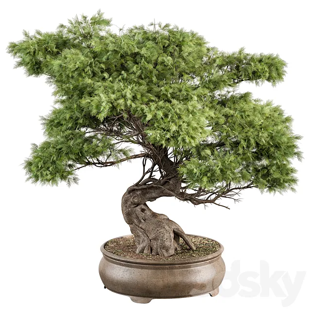 indoor Plant 491 – Bonsai Plant 3DModel