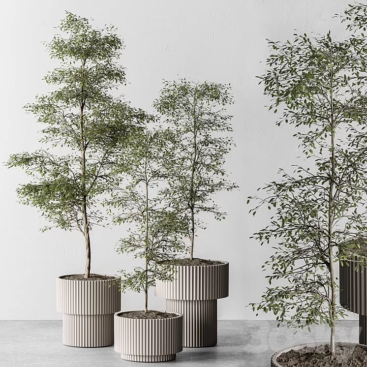 indoor Plant 497 – Sapling Tree 3D Model
