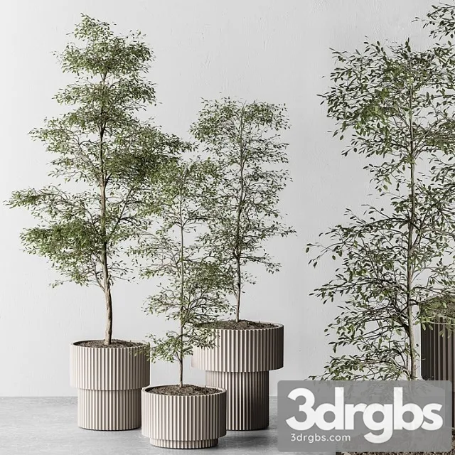 Indoor plant 497 – sapling tree Indoor plant 497 – sapling tree