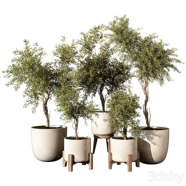 indoor Plant 520 3D Model