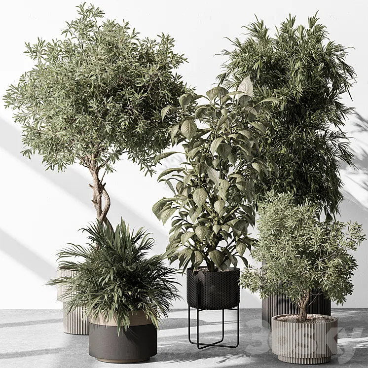 Indoor Plant 531 -Tree in Pot 3D Model Free Download