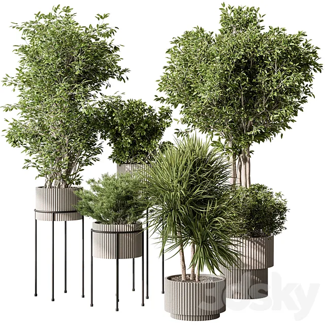 Indoor Plant 532 -Tree in Pot 3D Model Indoor Plant 532 -Tree in Pot 3D Model