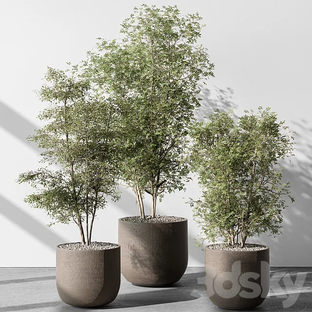 Indoor Plant 543 – Sapling Tree 3D Model