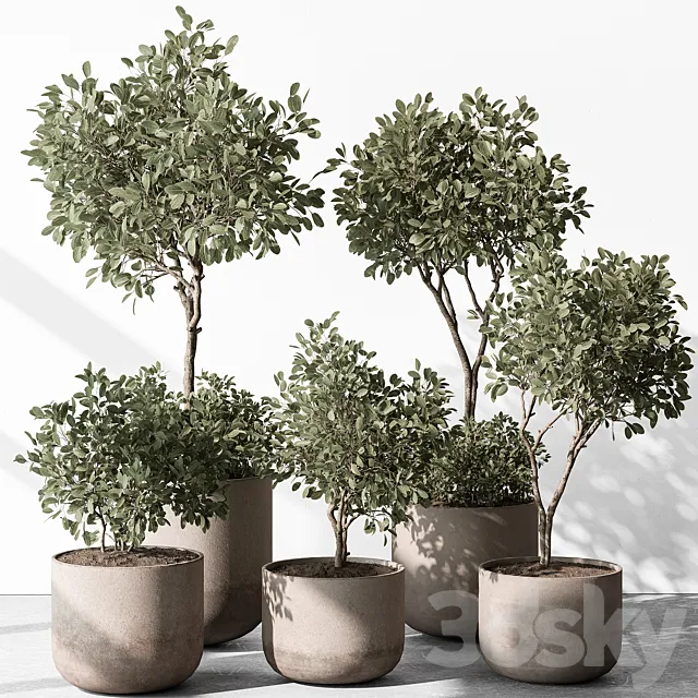 Indoor Plant 572 – European Olive 3D Model