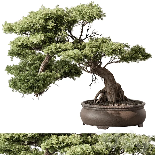indoor Plant 584 – Bonsai Plant 3D Model