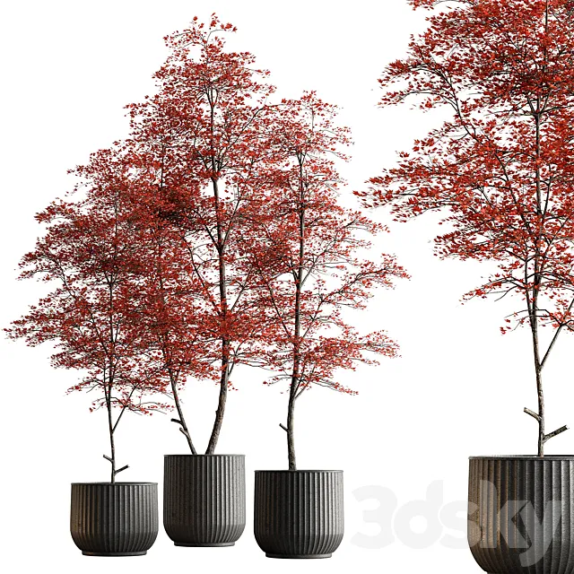 Indoor Plant 591 -Tree in Pot 3D Model