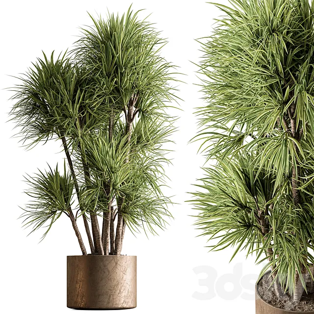 Indoor Plant 609 – Yuka Plants 3D Model Indoor Plant 609 – Yuka Plants 3D Model