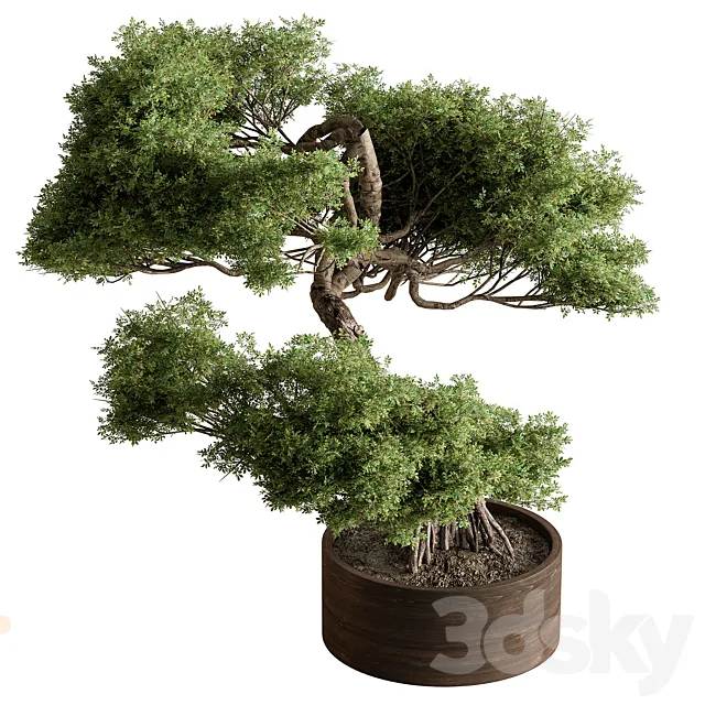 indoor Plant 626 – Bonsai Plant 3D Model