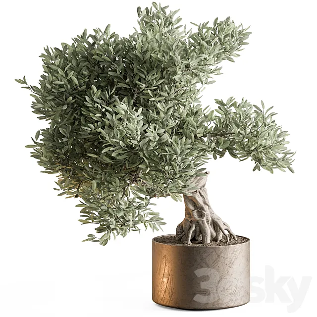 indoor Plant 651 – Olive Bonsai 3D Model