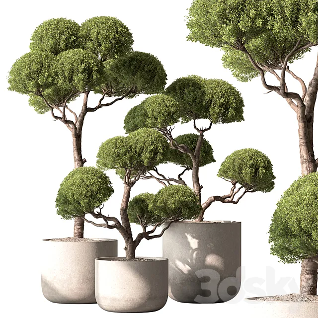 Indoor Plant 761 – Tree in Pot 3D Model