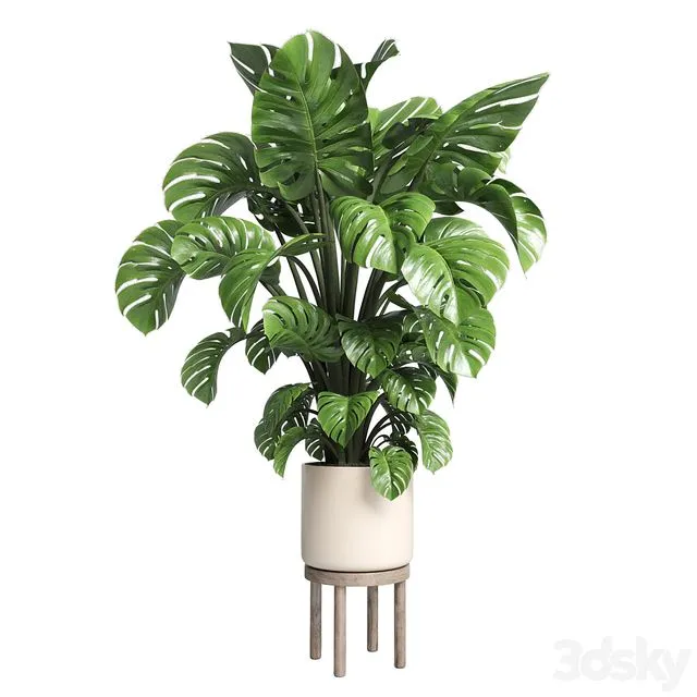 Indoor plant 89 wood vase pot plant monstera 3D Model Indoor plant 89 wood vase pot plant monstera 3D Model