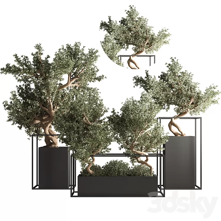 indoor plant bonsai set 24 3D Model