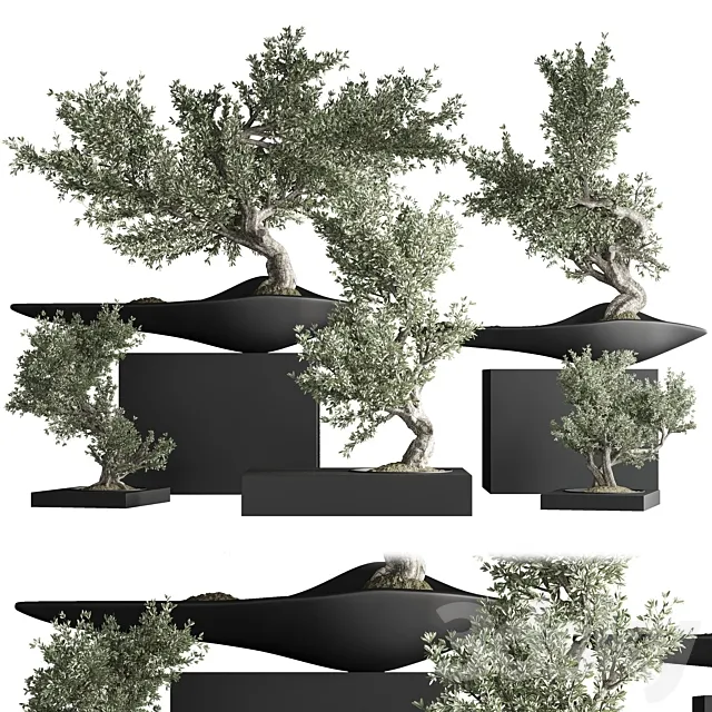 indoor plant bonsai set 35 3D Model indoor plant bonsai set 35 3D Model