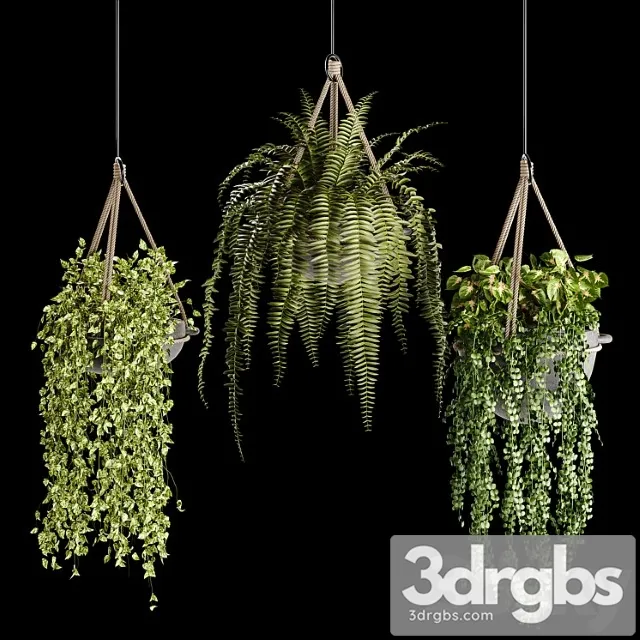 Indoor plant collection 02 Indoor plant collection 02