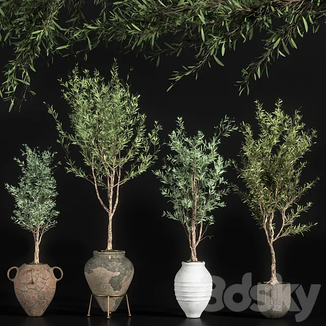indoor plant olive set 01 3DModel