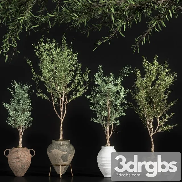 Indoor plant olive set 01 Indoor plant olive set 01