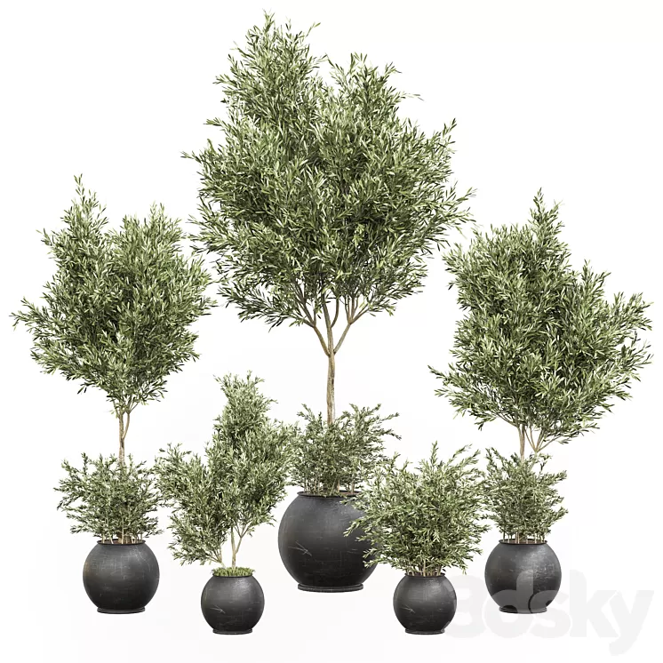 indoor plant olive set 02 3D Model indoor plant olive set 02 3D Model