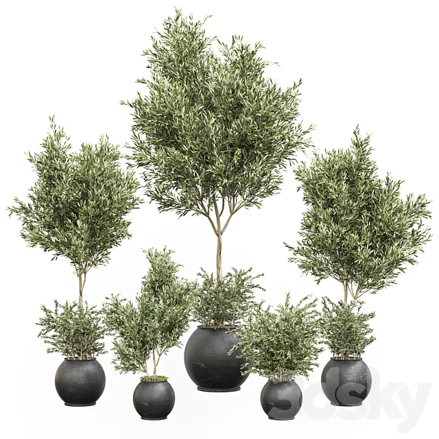 indoor plant olive set 02 3DModel