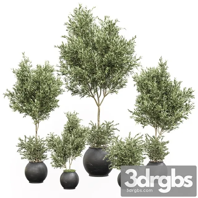 Indoor plant olive set 02 Indoor plant olive set 02
