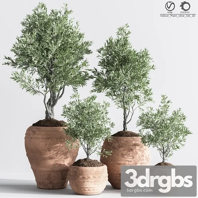 Indoor Plant Olive Set 10 Indoor Plant Olive Set 10