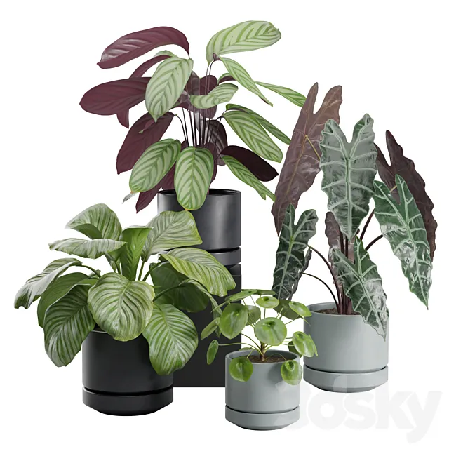 Indoor Plant Pack 30 3D Model