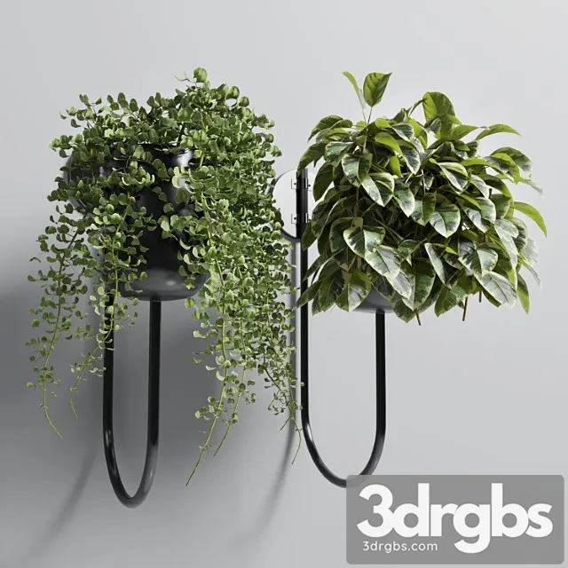 Indoor plant plant wall metal vase 01 Indoor plant plant wall metal vase 01