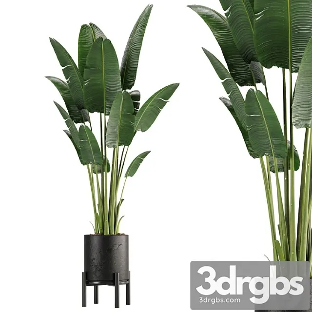 Indoor plant set 01 Indoor plant set 01