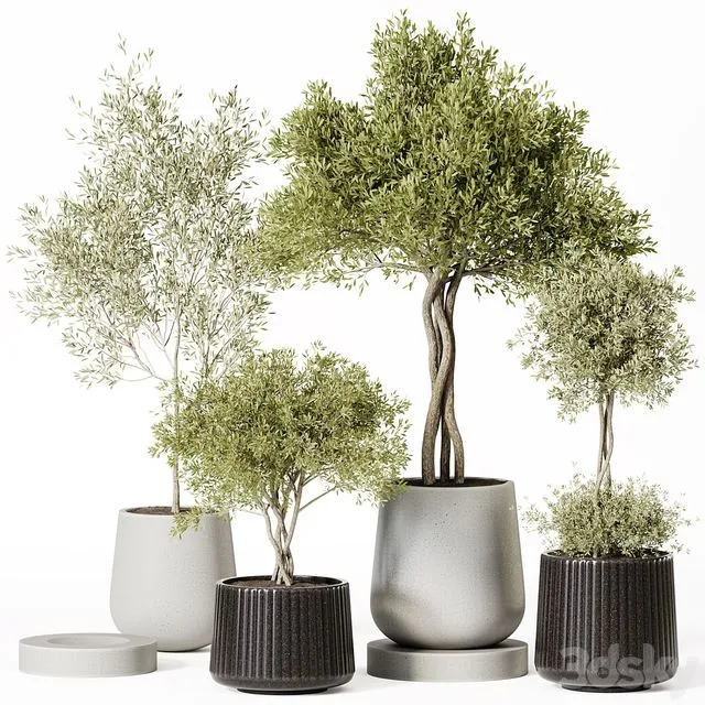 Indoor Plant Set 019 3D Model