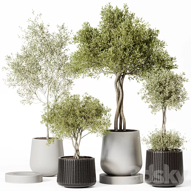 Indoor Plant Set 019 3D Model Free Download Indoor Plant Set 019 3D Model Free Download