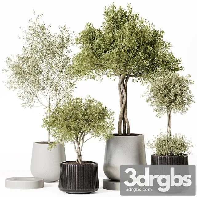 Indoor plant set 019 Indoor plant set 019